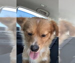 Small #1 Pomeranian Mix