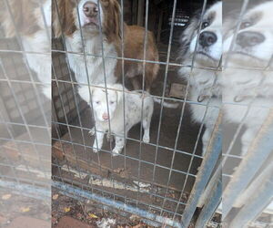 Miniature Australian Shepherd Puppy for sale in ADAIRSVILLE, GA, USA