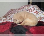 Small #11 Goldendoodle