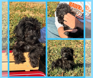 Miniature Labradoodle Puppy for Sale in PURLEAR, North Carolina USA