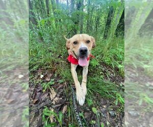 Golden Retriever-Unknown Mix Dogs for adoption in Palmetto, FL, USA