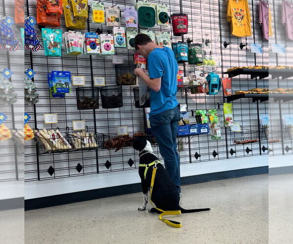 Medium Photo #8 German Shorthaired Pointer-Unknown Mix Puppy For Sale in Overland Park, KS, USA