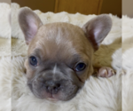 Small Photo #4 French Bulldog Puppy For Sale in WEXFORD, PA, USA