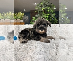 Schnauzer (Miniature) Puppy for sale in GREENFIELD, IN, USA