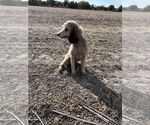 Small Photo #1 Labradoodle Puppy For Sale in PIQUA, KS, USA