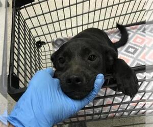 Labrador Retriever Dogs for adoption in Conroe, TX, USA