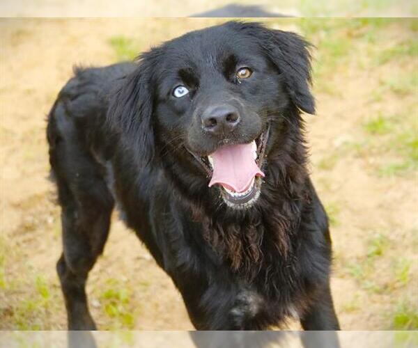 Medium Photo #1 Mutt Puppy For Sale in Tallahassee, FL, USA