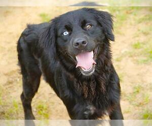 Mutt Dogs for adoption in Tallahassee, FL, USA