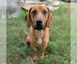 Small #15 Mutt