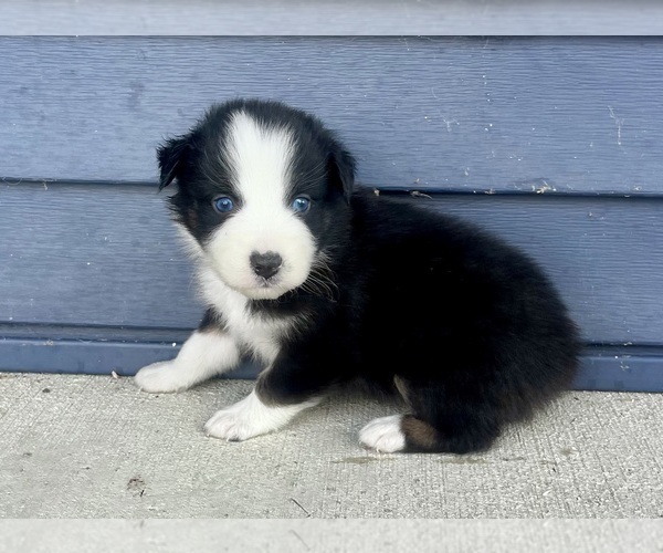 Medium Photo #1 Australian Shepherd Puppy For Sale in LODA, IL, USA
