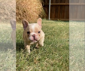 French Bulldog Puppy for sale in PLANO, TX, USA