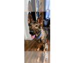 Small #2 German Shepherd Dog Mix
