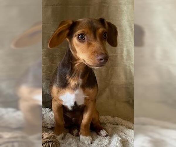 Medium Photo #7 Dachshund-Unknown Mix Puppy For Sale in Murfreesboro, NC, USA
