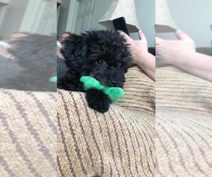 Poodle (Toy) Puppy for sale in GRAND ISLAND, NE, USA