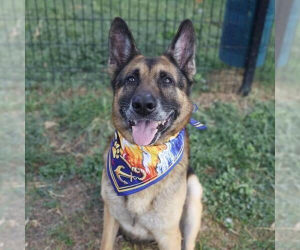 Medium Photo #1 German Shepherd Dog Puppy For Sale in San Antonio, TX, USA