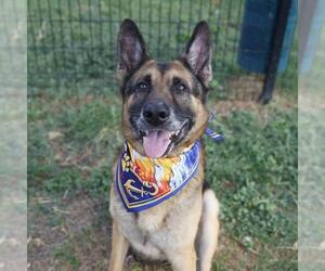 German Shepherd Dog Dogs for adoption in San Antonio, TX, USA
