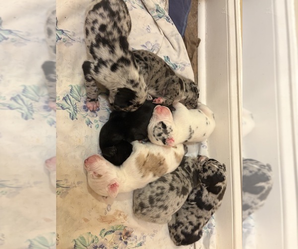 Medium Photo #8 Great Dane Puppy For Sale in CLANTON, AL, USA