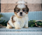 Small #3 Shih Tzu