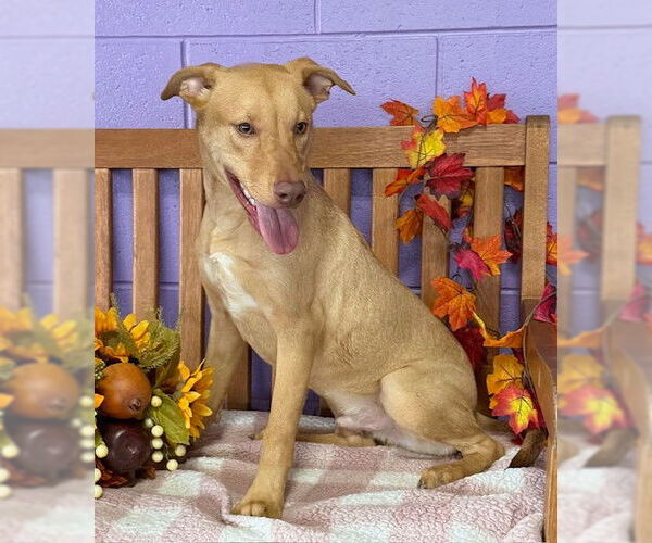 Medium Photo #1 Labrador Retriever-Unknown Mix Puppy For Sale in Genesee, WI, USA