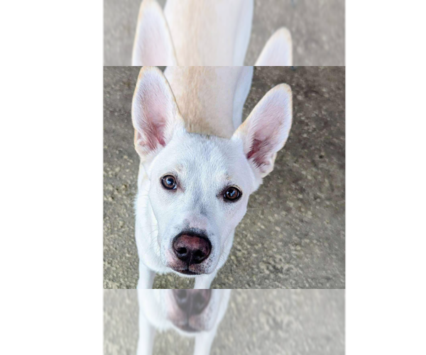 Medium Photo #4 Huskies -Labrador Retriever Mix Puppy For Sale in Tampa, FL, USA