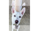 Small #3 Huskies -Labrador Retriever Mix