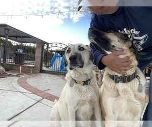 Father of the Kangal Dog puppies born on 04/12/2025