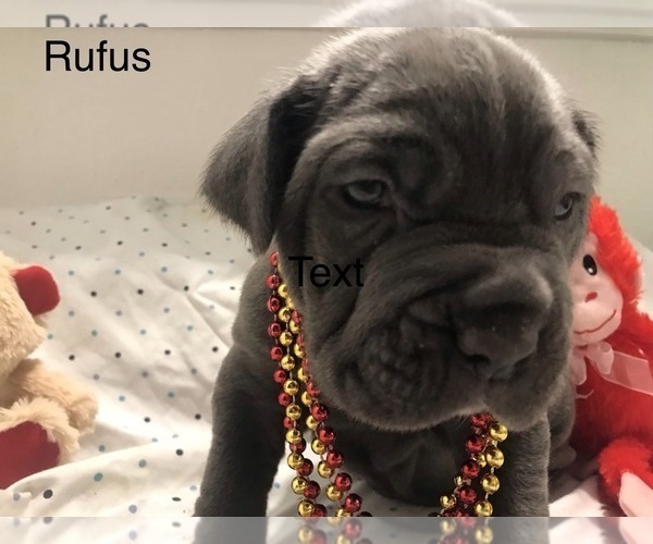 Medium Photo #1 Neapolitan Mastiff Puppy For Sale in HOUSTON, TX, USA