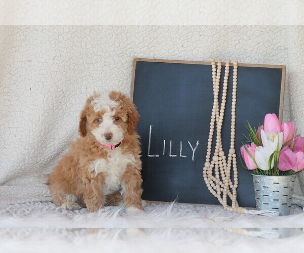 Full screen Photo #9 Miniature Bernedoodle-Poodle (Miniature) Mix Puppy For Sale in GREENEVILLE, TN, USA