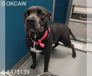 Mutt Dogs for adoption in Oklahoma City, OK, USA