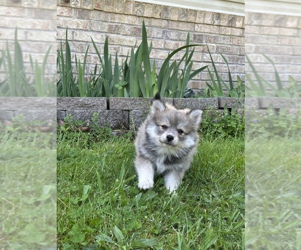 Medium Photo #18 Pomsky Puppy For Sale in GREENVILLE, MO, USA
