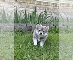 Small #17 Pomsky