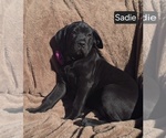 Image preview for Ad Listing. Nickname: Sadie