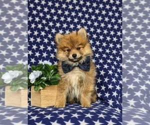 Pomeranian Puppy for Sale in OXFORD, Pennsylvania USA