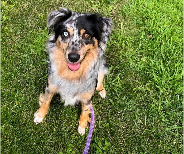 Medium Photo #2 Australian Shepherd Puppy For Sale in Holly Springs, NC, USA