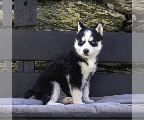 Medium Photo #9 Siberian Husky Puppy For Sale in KINZERS, PA, USA
