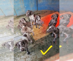 German Shorthaired Pointer Puppy for sale in JAY, FL, USA