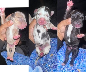 Daniff Puppy for sale in SAN DIEGO, CA, USA