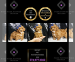 Puppy Rocket AKC Poodle (Miniature)