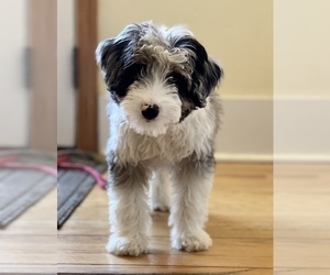 Aussiedoodle Miniature Puppy for sale in CLARE, MI, USA