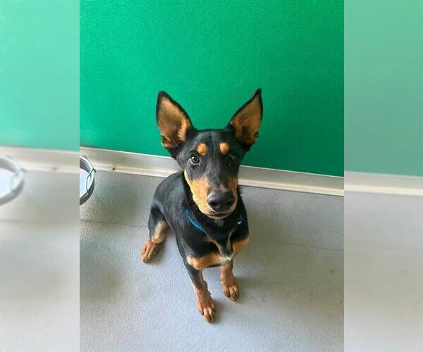 Medium Photo #1 Doberman Pinscher-Unknown Mix Puppy For Sale in Visalia, CA, USA