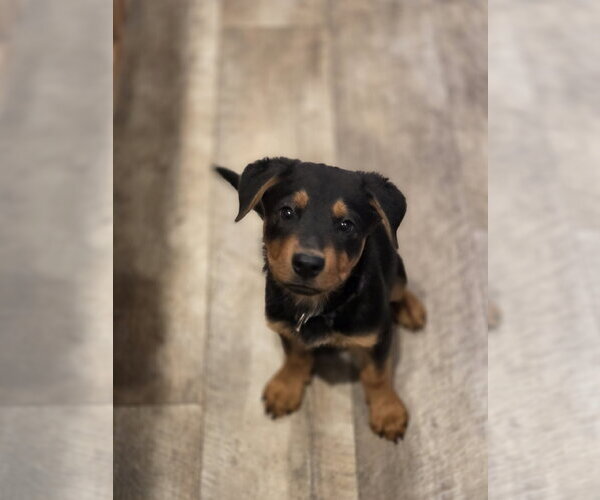 Medium Photo #2 Mutt Puppy For Sale in New London, WI, USA