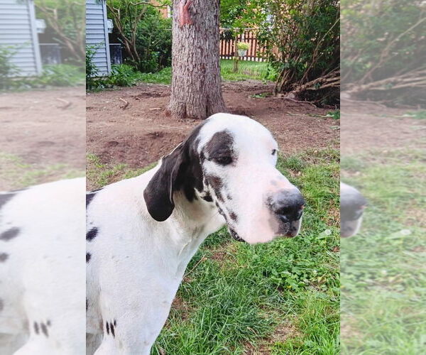 Medium Photo #4 Great Dane Puppy For Sale in Bullard, TX, USA