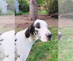 Small #3 Great Dane