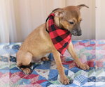 Small #1 Mutt