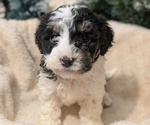 Puppy Raya Poovanese