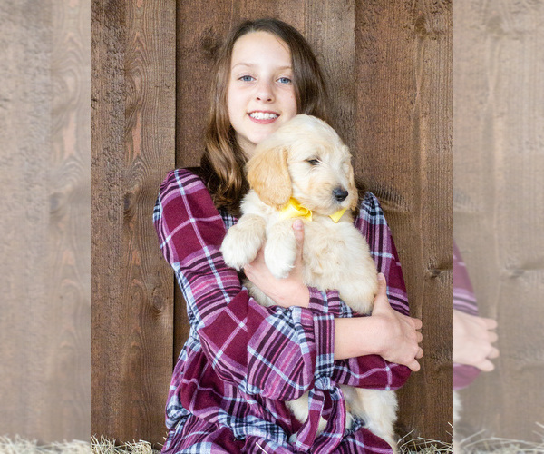 Medium Photo #6 Goldendoodle Puppy For Sale in LITTLE ROCK, AR, USA