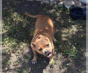 American Staffordshire Terrier-Unknown Mix Dogs for adoption in San Antonio, TX, USA