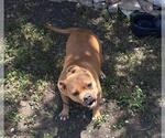 Small American Staffordshire Terrier Mix