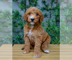 Puppy Green Collar Goldendoodle