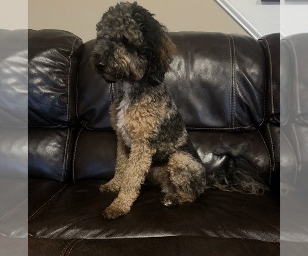 Medium Photo #1 Goldendoodle (Miniature) Puppy For Sale in OWENSVILLE, IN, USA